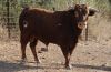 Filename=toro_numero_92.JPG
Filesize=445KB
Dimensions=800x522
Date added=Aug 22, 2011 toro_numero_92.JPG