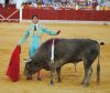 toros16.jpg