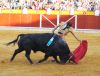 Filename=toros7.jpg
Filesize=521KB
Dimensions=800x613
Date added=Aug 26, 2014 toros7.jpg