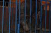 Filename=subastaGUARRILLO2015_024-GUARRILLO-1.JPG
Filesize=96KB
Dimensions=800x533
Date added=Jan 18, 2015 subastaGUARRILLO2015_024-GUARRILLO-1.JPG