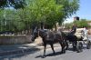 Filename=pasacalles-feria_ecuestre_de_la_primavera2017_(23).jpg
Filesize=468KB
Dimensions=1500x1000
Date added=Jun 11, 2017 pasacalles-feria_ecuestre_de_la_primavera2017_(23).jpg