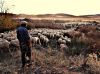 Filename=trashumancia_Almagro_(18).JPG
Filesize=360KB
Dimensions=1159x869
Date added=Nov 22, 2017 trashumancia_Almagro_(18).JPG