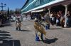 desfile_de_Carnaval_Almagro_2019_(423).JPG